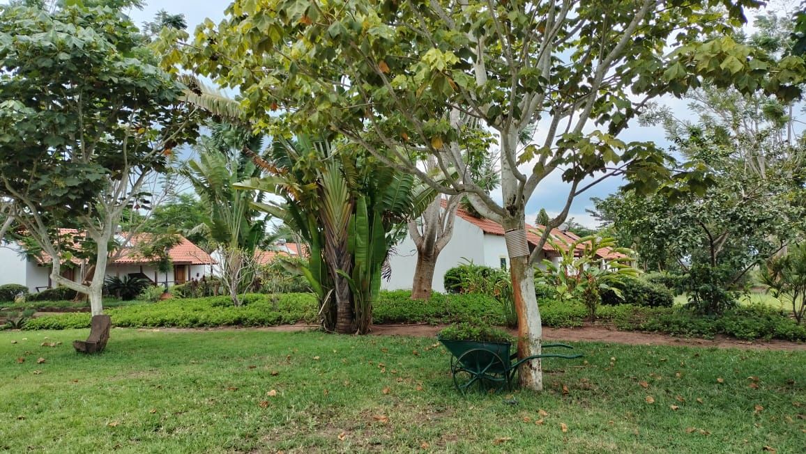 A garden with various trees and a white building with a red roof in the background.