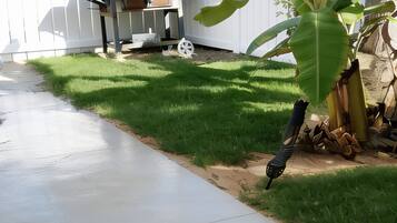A backyard with a concrete pathway, a white fence, a barbecue grill, and a banana tree.