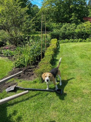 Un perro en un jardín con una pala y un palo de madera.