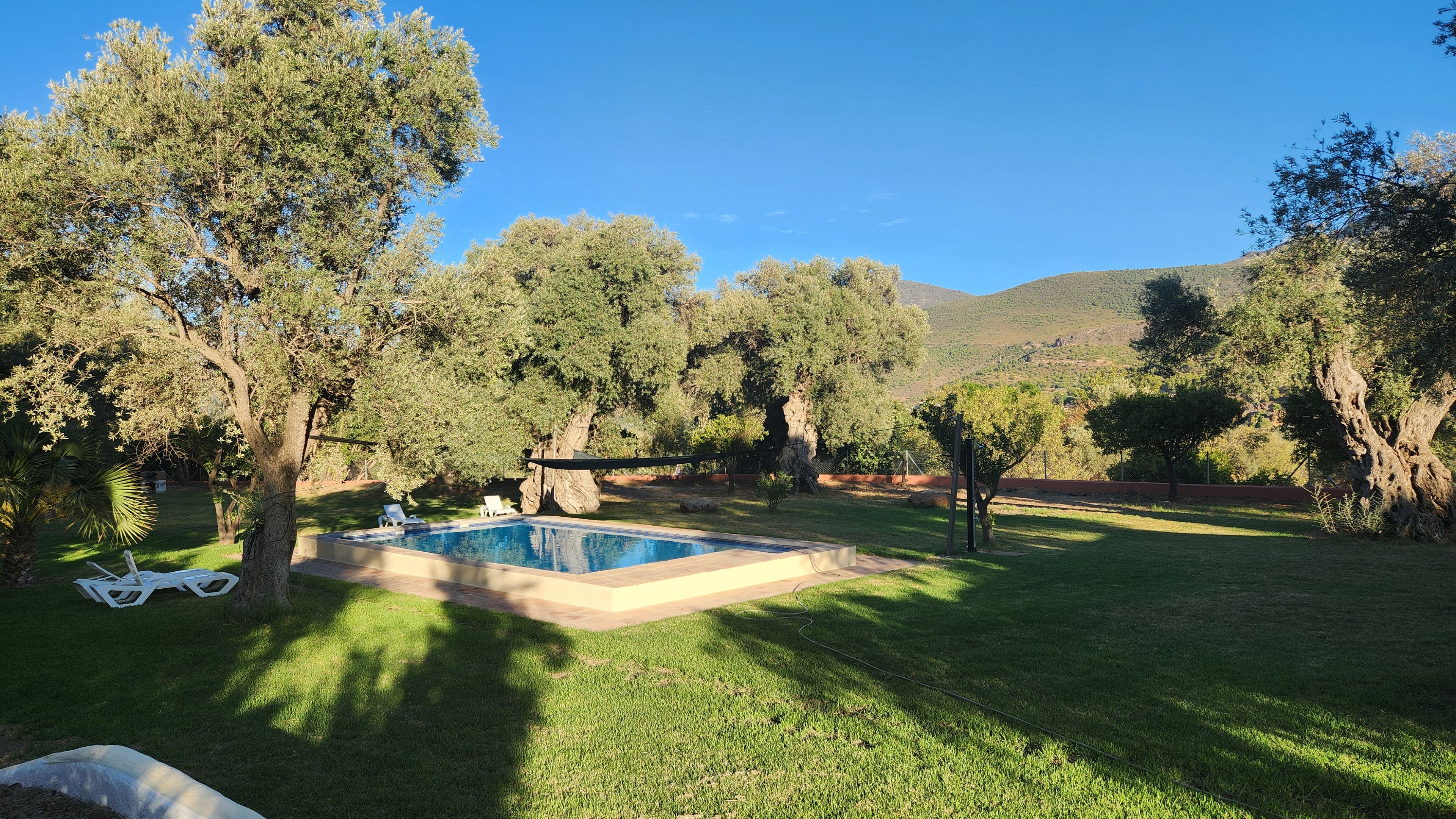 Ein Garten mit Swimmingpool, Liegestühlen und Bäumen.