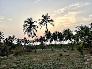 A landscape with palm trees and a path.