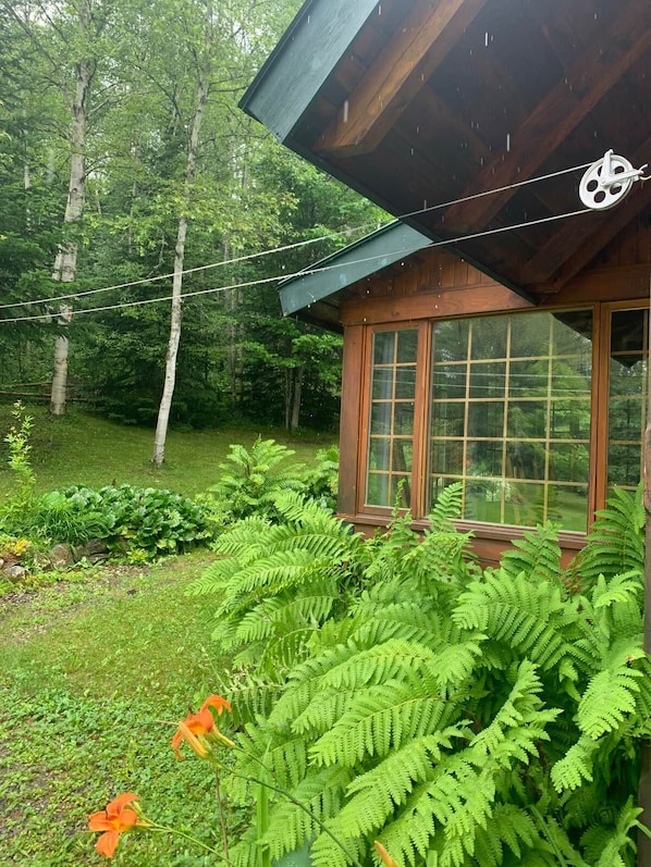 A wooden cabin with a large window, surrounded by lush greenery and ferns.
