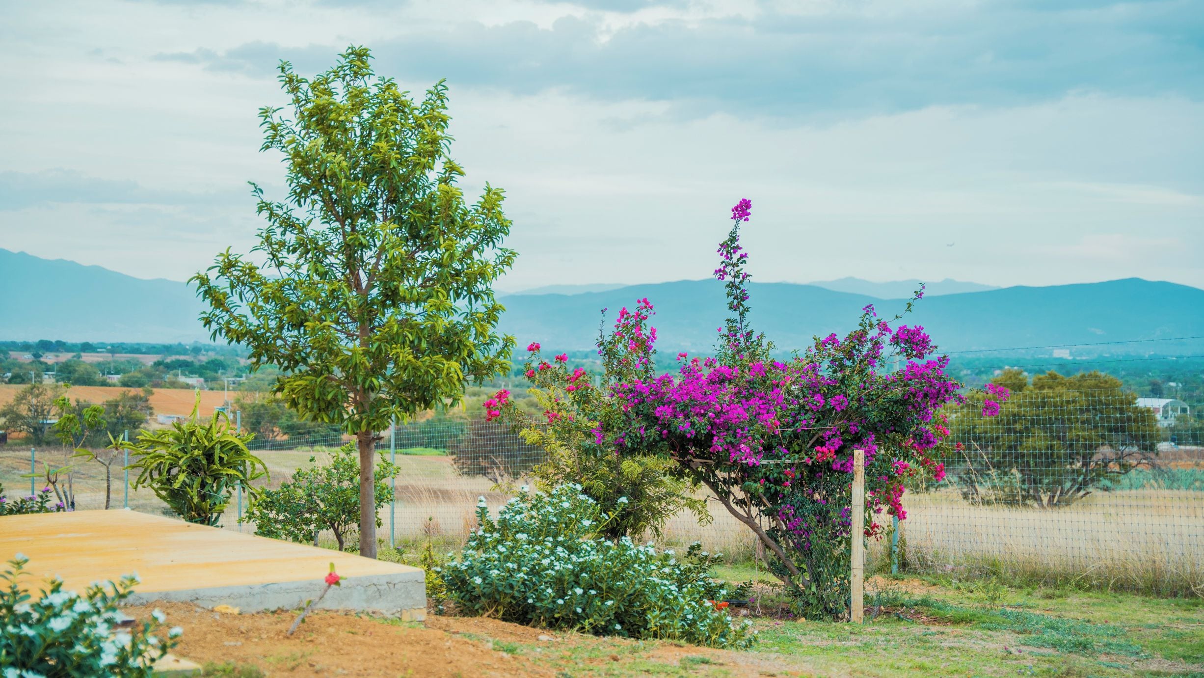 Un jardin aménagé avec une grande variété de plantes et une vue sur les montagnes lointaines.