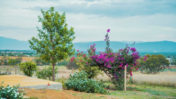 A landscaped garden with a variety of plants and a view of distant mountains.