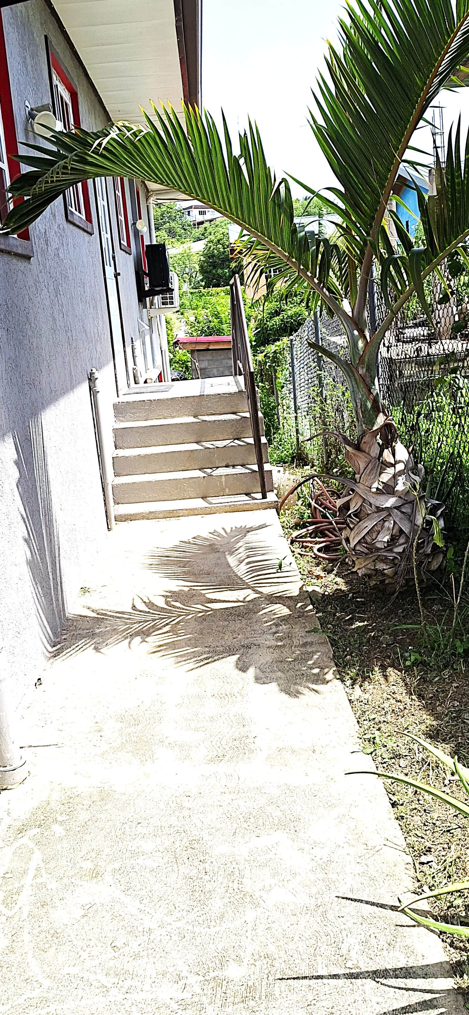 A concrete pathway leading to a set of stairs with a palm tree on the right.
