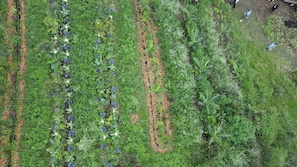 An aerial view of a garden with rows of plants and a few people walking.