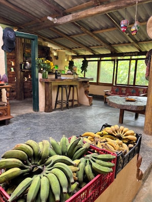 A rustic interior with a bar area, seating, and a display of bananas.