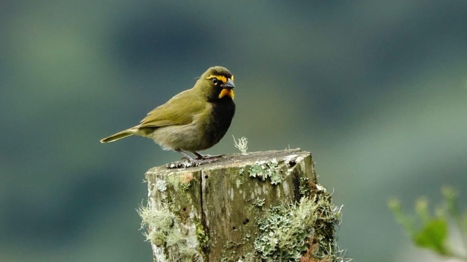 Un oiseau était perché sur un poteau en bois recouvert de mousse.