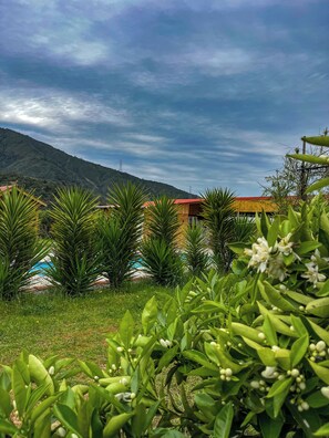 Un jardí abundant amb diverses plantes i un edifici amb teulada vermella al fons.