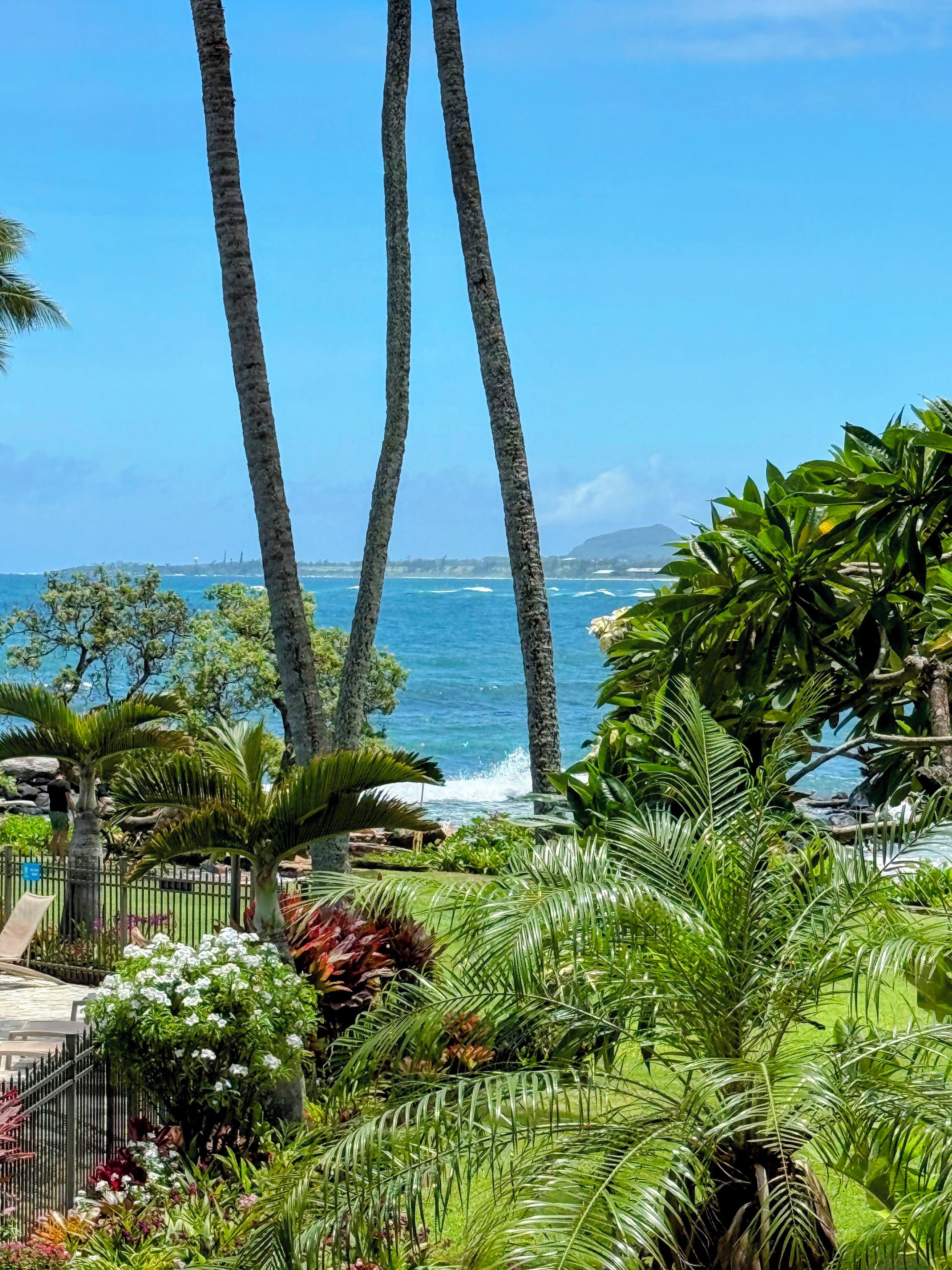 A tropical garden with palm trees and a view of the ocean.