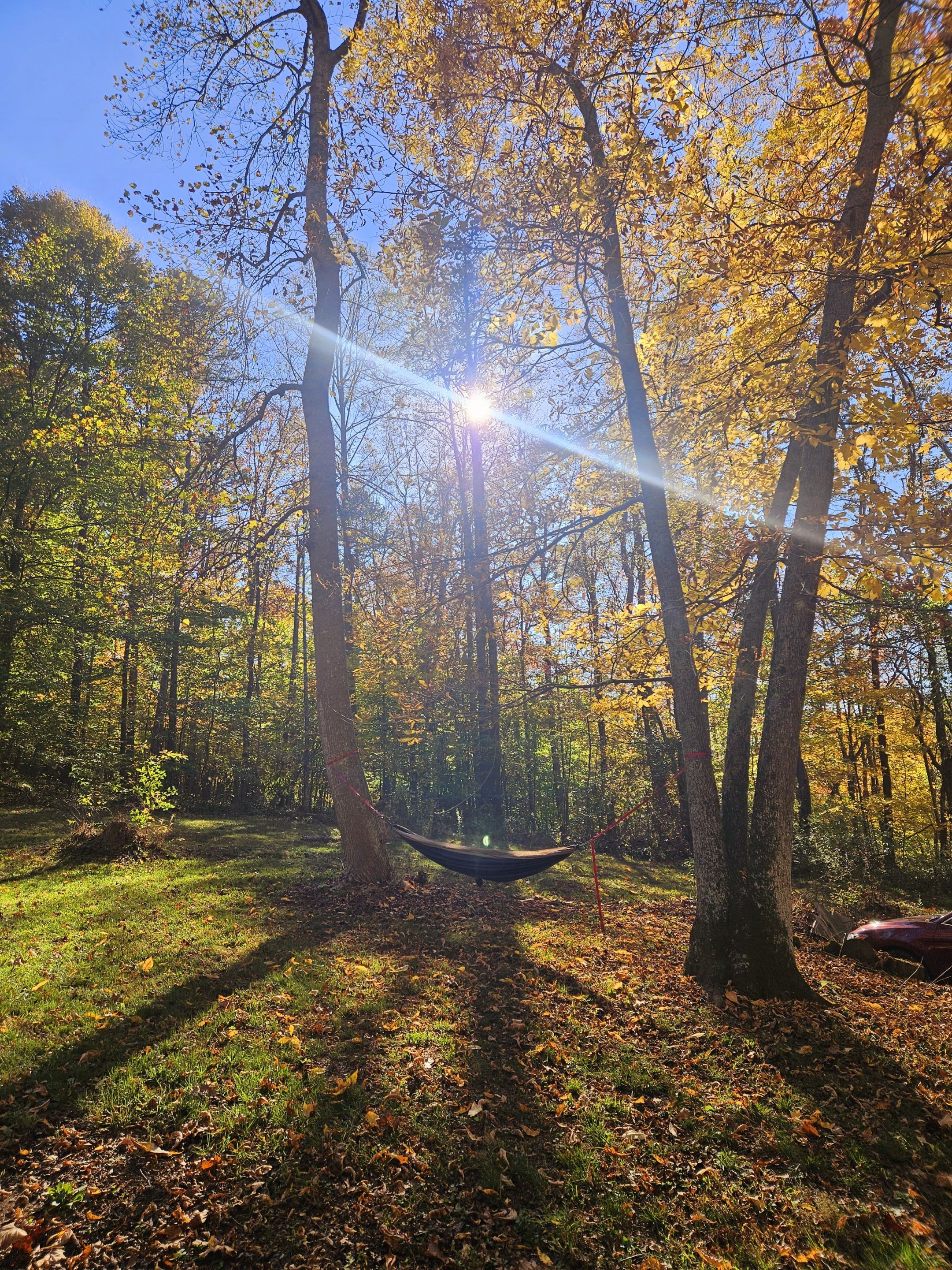 A hammock in a forest with sunlight filtering through the trees.