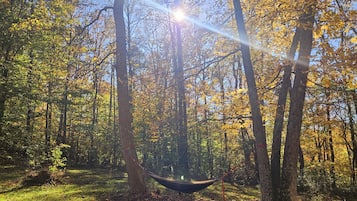 A hammock in a forest with sunlight filtering through the trees.