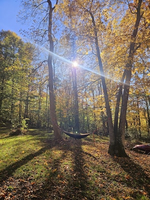 A hammock in a forest with sunlight filtering through the trees.