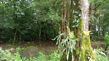 A forest with a moss-covered tree trunk and various green plants.