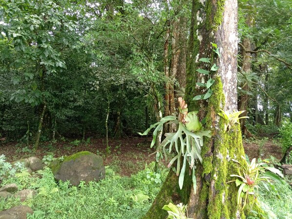 Une forêt avec un tronc d’arbre recouvert de mousse et diverses plantes vertes.