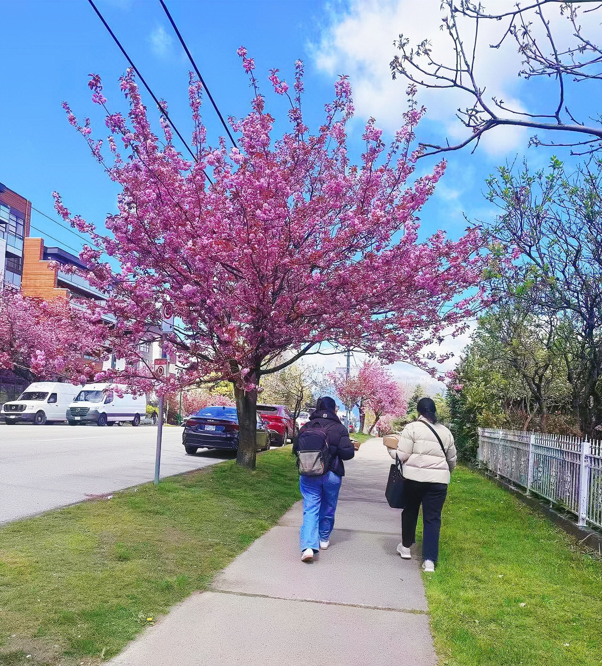 A sidewalk with cherry blossoms, a paved path, and parked cars.