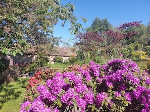 Un jardin agrémenté d’arbustes à fleurs et doté d’un mur en pierre.
