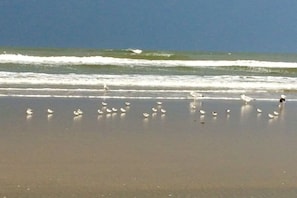 A beach with waves and birds. - Holiday apartment in Juist with swimming pool (Juist)