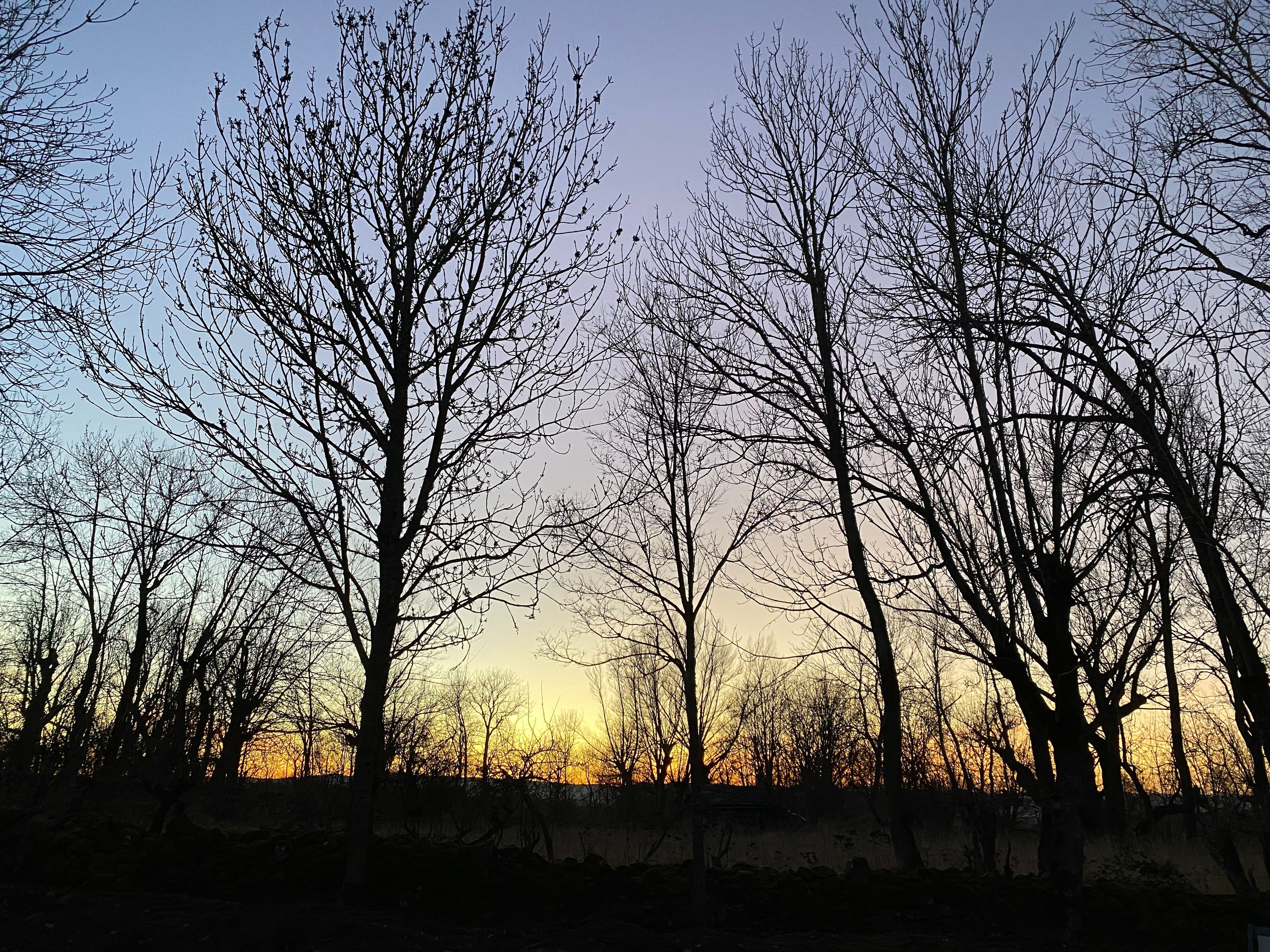 Un paysage où des arbres se découpent en silhouette sur un ciel au coucher du soleil.