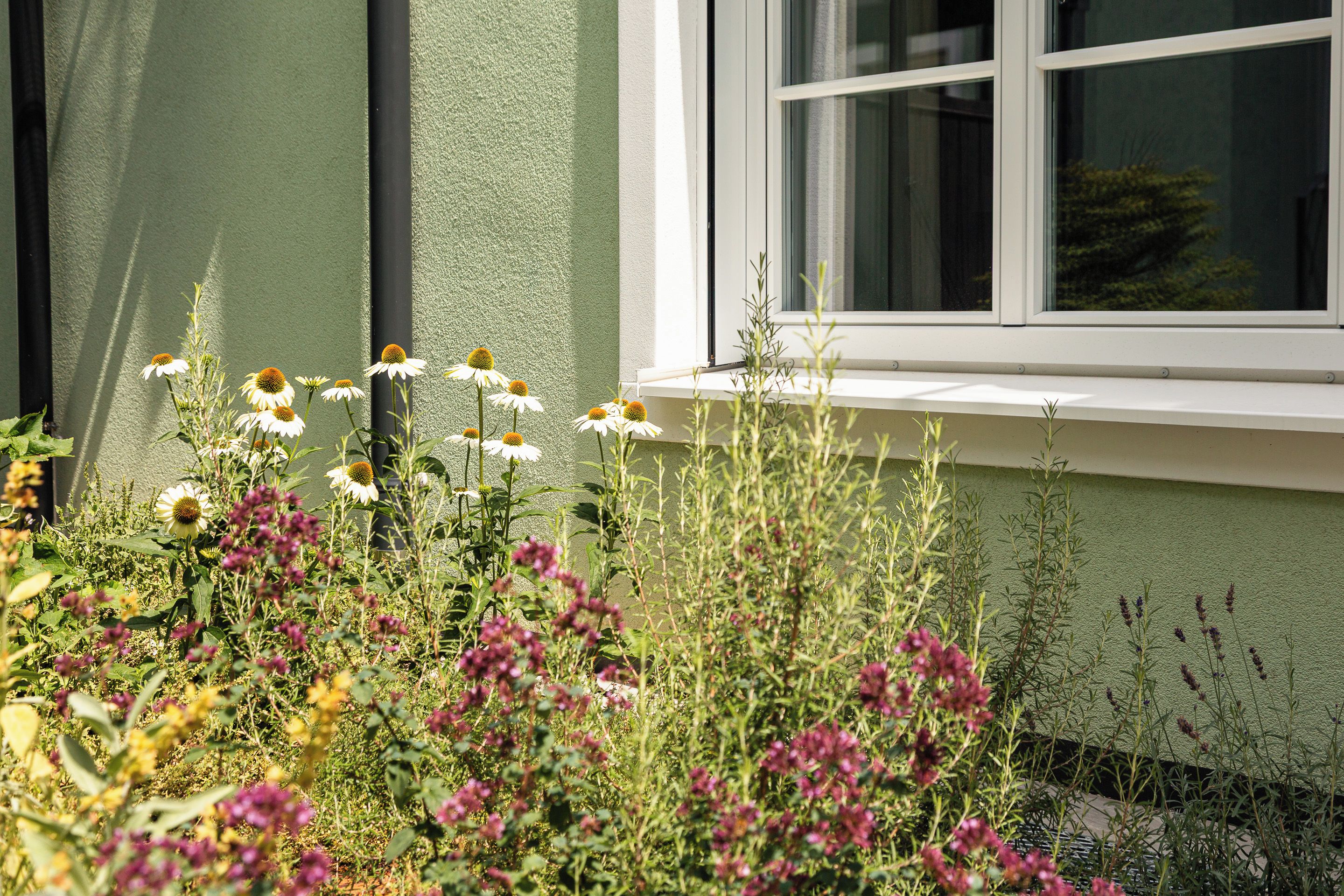 A garden with various flowers and plants in front of a building with a window.