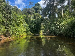 Un río rodeado de densa vegetación.