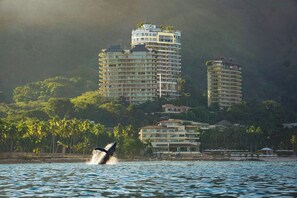 Unclassified image, 3 of 46, button - New Year at Garza Blanca Ocean Suite (Puerto Vallarta)