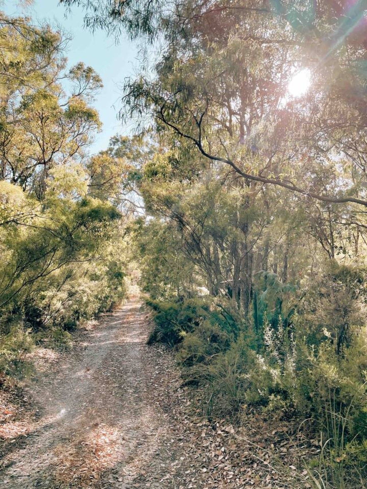 A forested path with trees and shrubs.