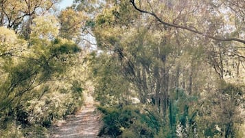 A forested path with trees and shrubs.