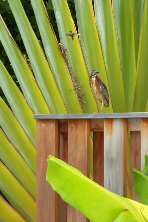 Eine Holzkonstruktion mit einem Vogel darauf, umgeben von großen, grünen Blättern.
