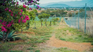 Ländliche Landschaft mit einem Feldweg, grüner Vegetation und einem Zaun.