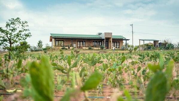 Ein zweigeschossiges Gebäude mit grüner Dachbegrünung, umgeben von einem Feld mit Grünpflanzen.