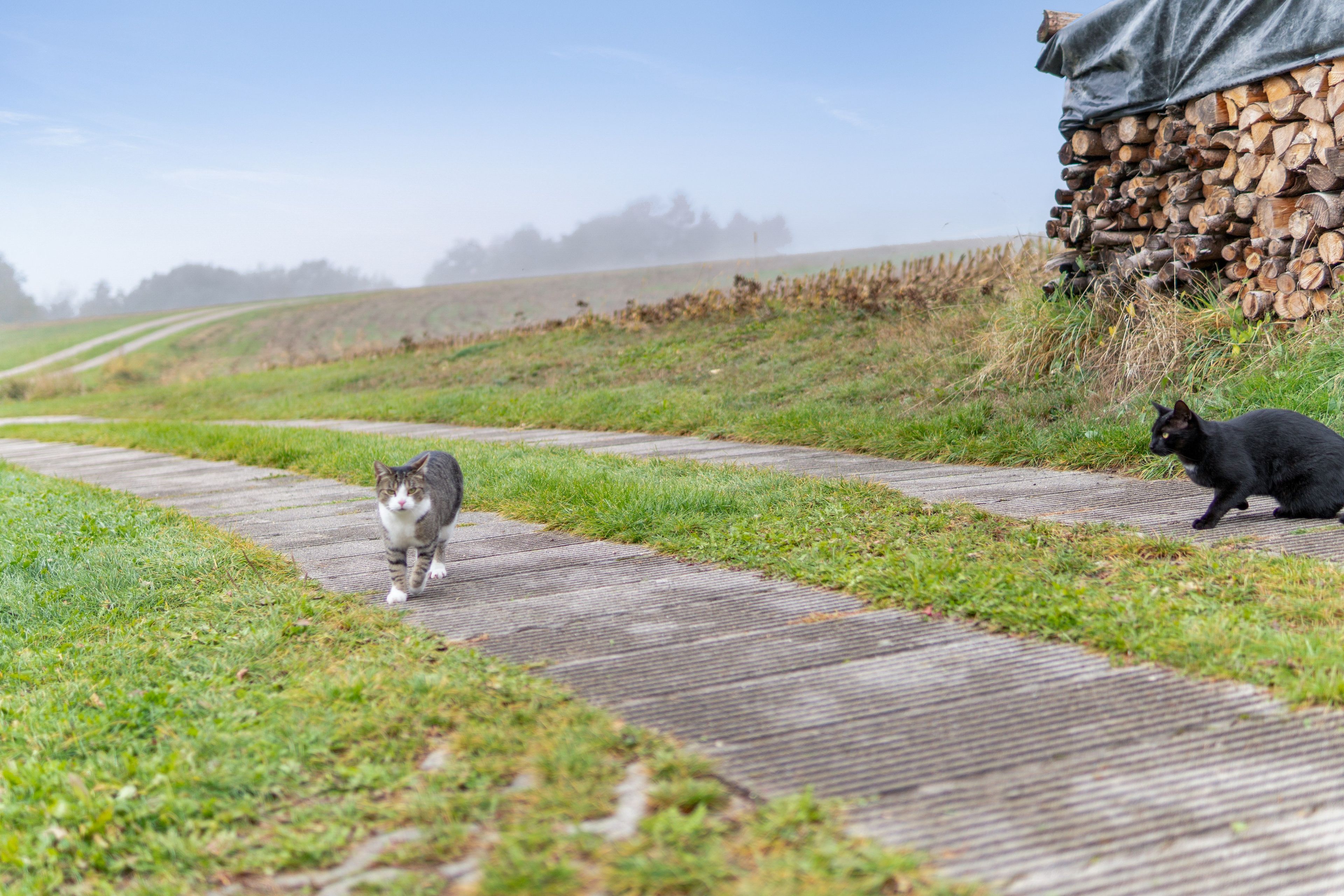Ein Weg, auf dem eine Katze und ein schwarzes Tier, möglicherweise ein Hund, laufen.