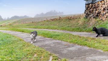Ein Weg, auf dem eine Katze und ein schwarzes Tier, möglicherweise ein Hund, laufen.