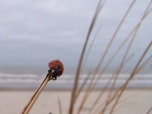 A ladybug on a stick with a beach and ocean in the background. - Seilerstr./knyphausenstr.26b - Elenchen (Norderney)