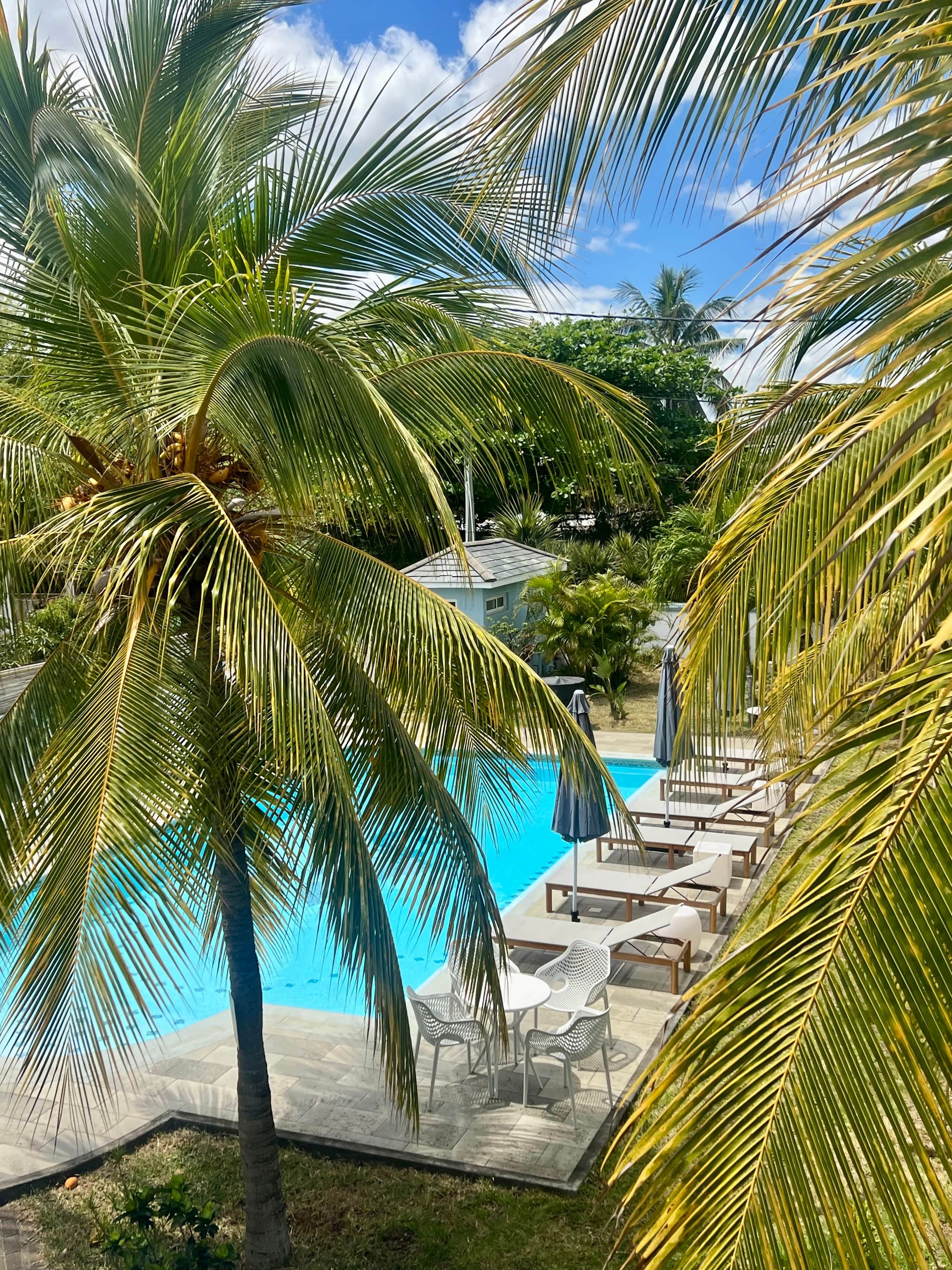 A pool area with lounge chairs and umbrellas, surrounded by palm trees.