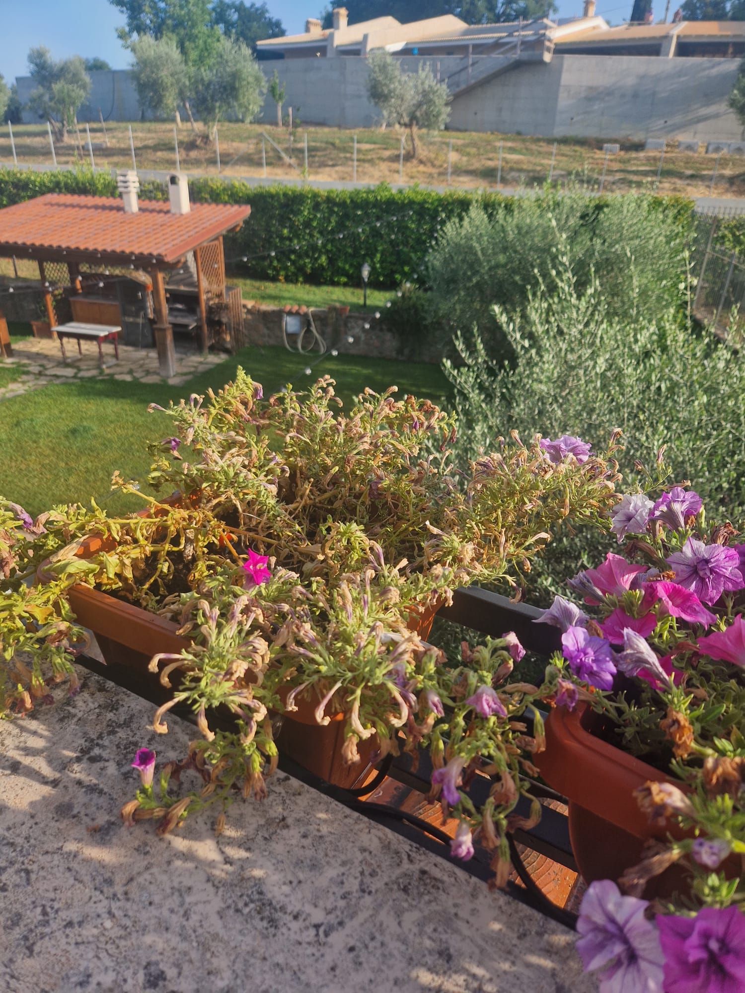 A balcony with potted plants and a view of a garden and buildings in the background.