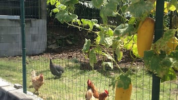 A fenced area with chickens and a plant with yellow fruit.
