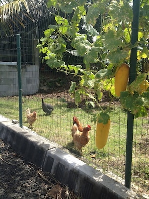 A fenced area with chickens and a plant with yellow fruit.
