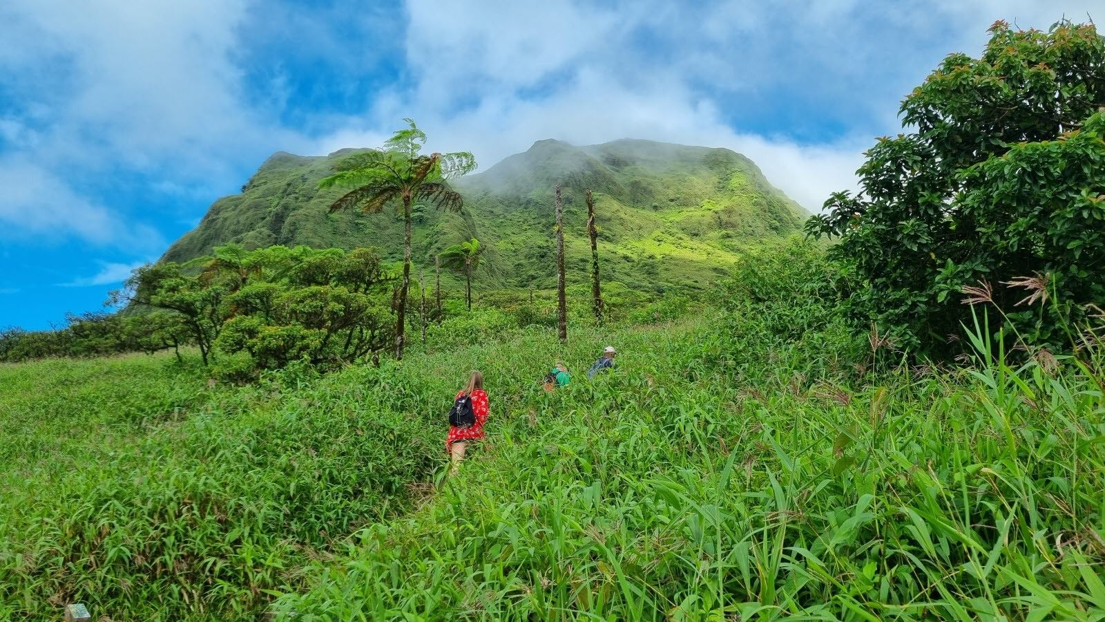 A lush green landscape with a mountain in the background, a clear sky, and a path leading through the vegetation.