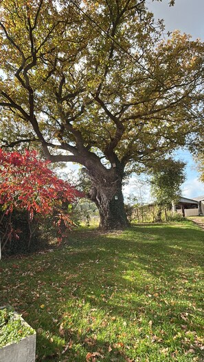 Un arbre gran amb un tronc robust i un folratge dens, una zona verda amb fulles disperses i un edifici al fons.