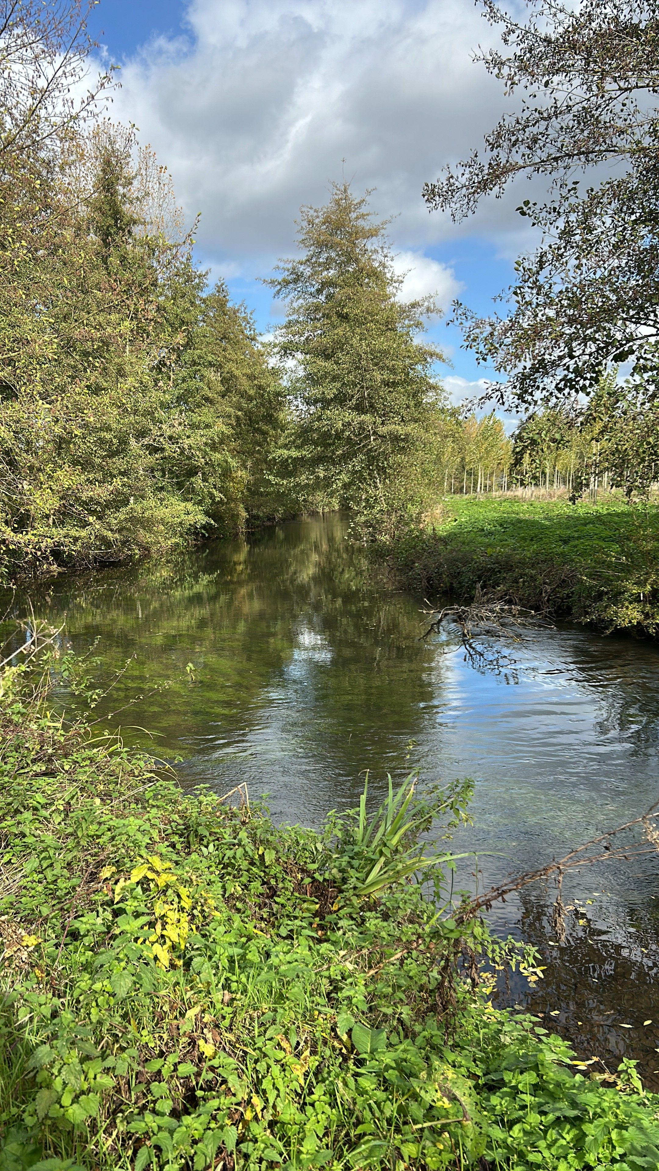 Ein ruhiger Fluss mit dichter Vegetation an beiden Ufern, der den Himmel spiegelt.