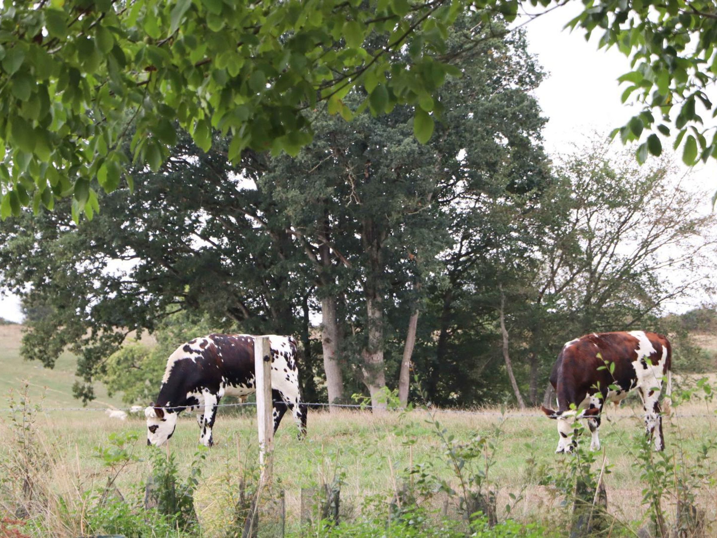 Dos vacas pastando en un campo con árboles al fondo.