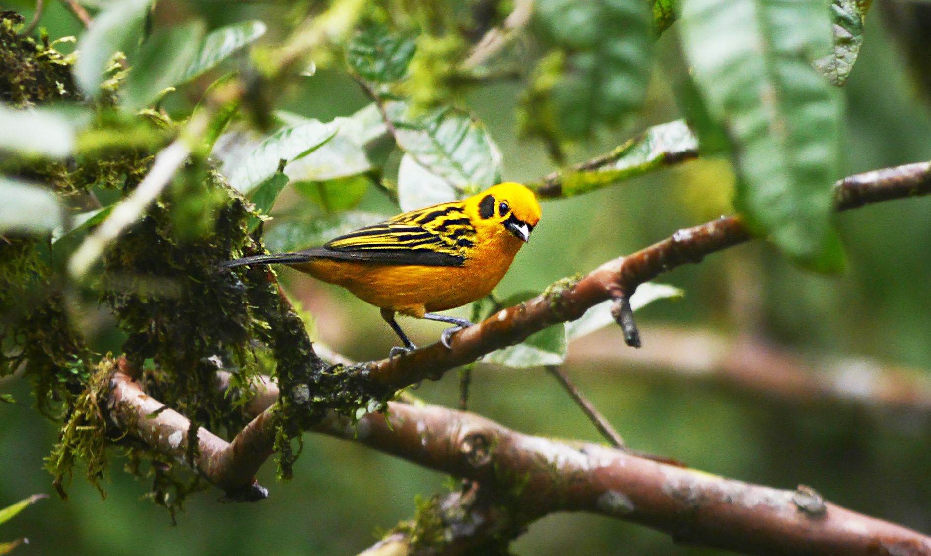 A bird perched on a branch with moss and leaves in the background.