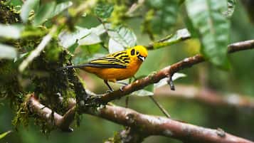 A bird perched on a branch with moss and leaves in the background.