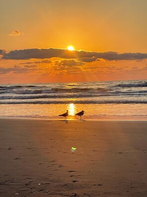 A beach scene with two birds on the sand and the ocean in the background. - Walk to Beach in 15 mins! Shared Pool/Spa! 3b/3.5b. (Port Aransas)