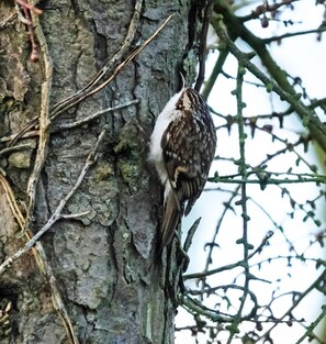 Ein Vogel sitzt auf einem Ast.