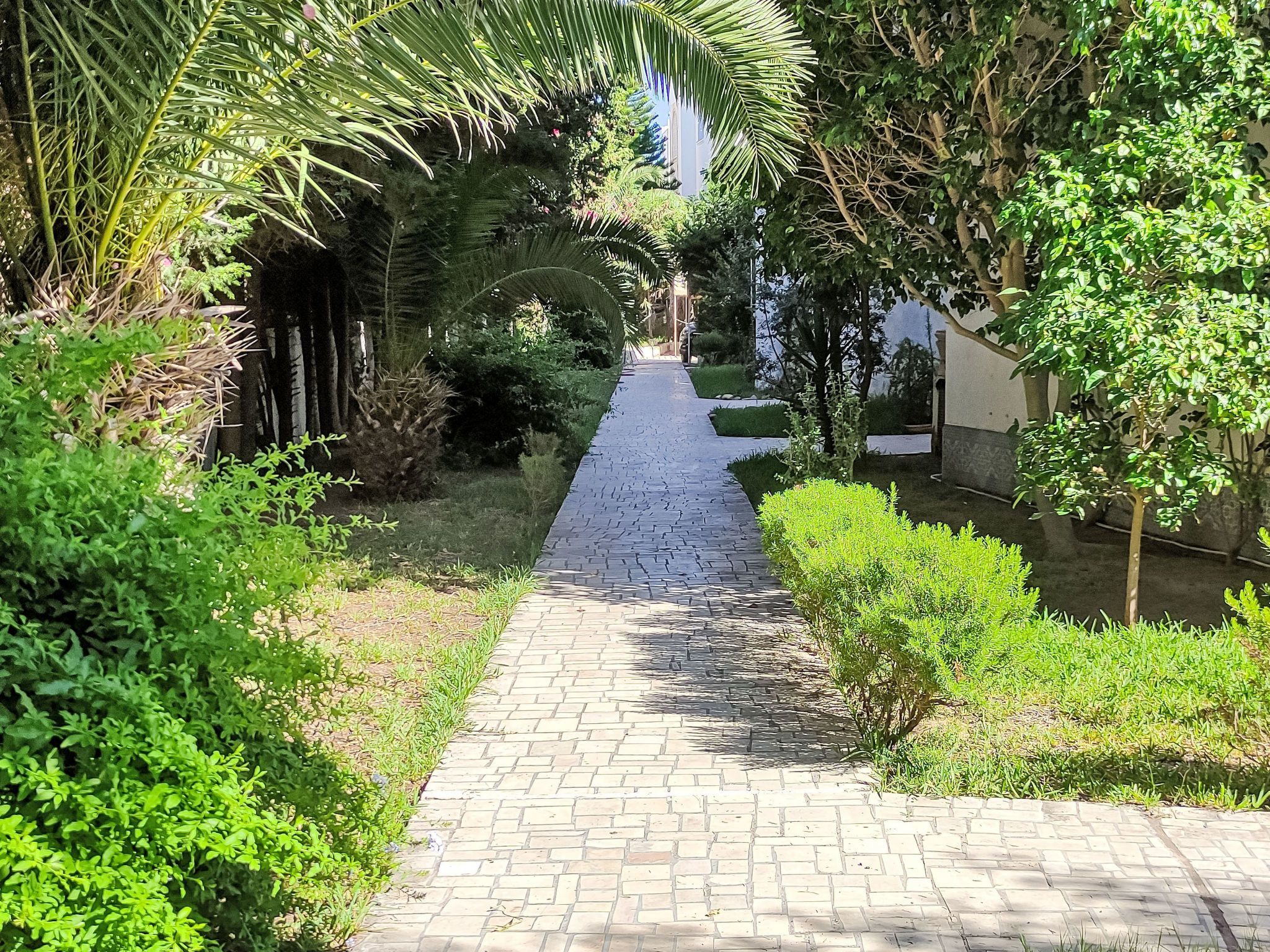 Un sendero pavimentado bordeado por abundante vegetación y árboles que conduce a un edificio.