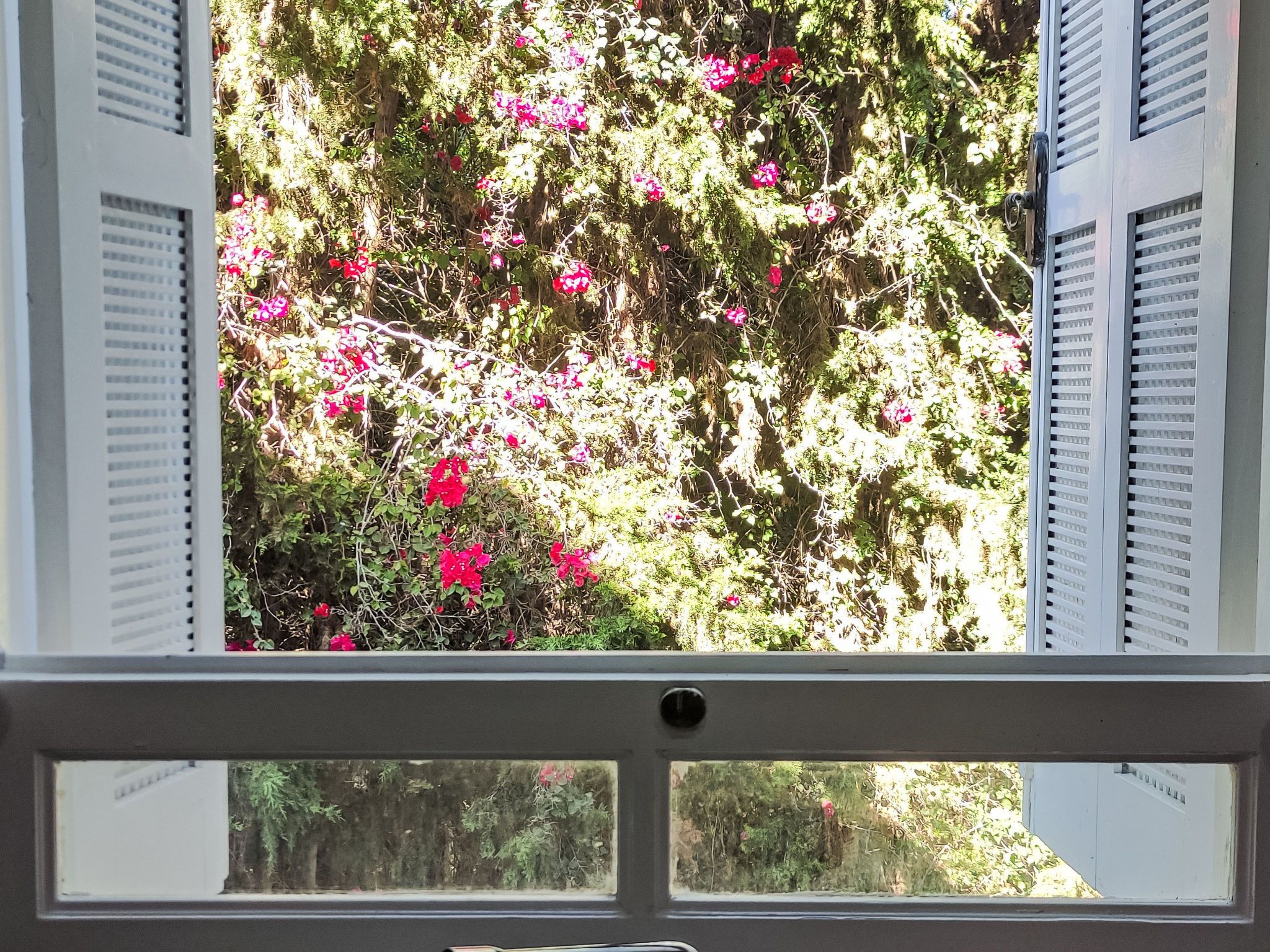 Ein Fenster mit teilweise geöffneten Rollläden, hinter dem sich ein dichter Garten mit verschiedenen Pflanzen und rosa Blüten erstreckt.