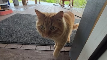 Kissa istuu puisen terassin päällä, ja sen edessä avautuu näkymä vehreään maisemaan.