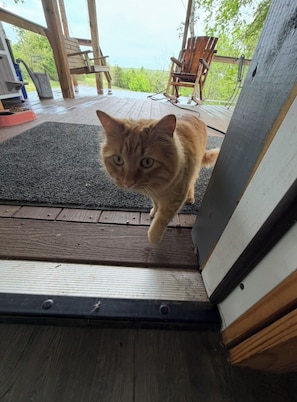 A cat on a wooden deck with a view of greenery.